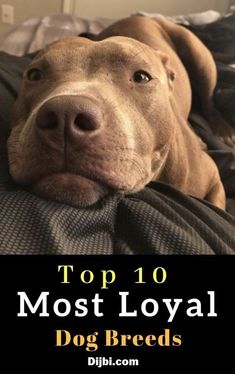 a brown dog laying on top of a bed with the words top 10 most loyal dog breeds