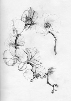 a pencil drawing of flowers on a white paper