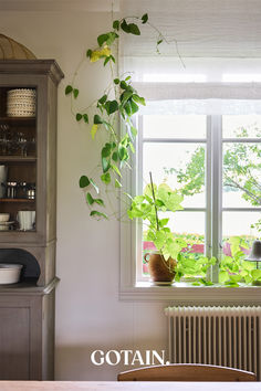 a houseplant hanging from the side of a window next to a radiator