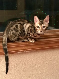 a cat sitting on top of a window sill