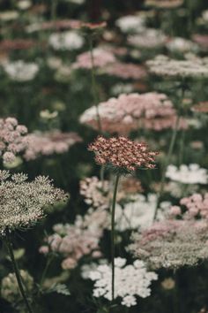 some pink and white flowers in a field