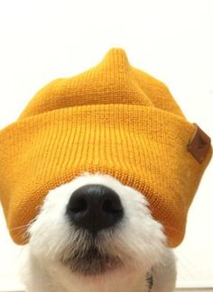 a small white dog wearing a yellow knitted hat and looking up at the camera