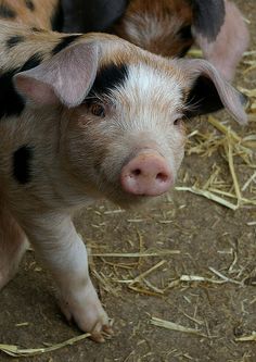 two small pigs standing next to each other on top of dry grass and straw covered ground