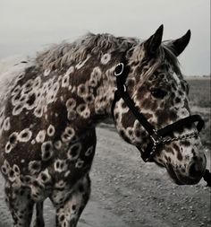 a black and white spotted horse standing on a dirt road