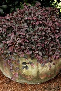 a potted plant with purple leaves on the ground in front of some bushes and trees