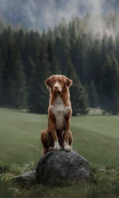 a brown and white dog sitting on top of a rock next to a green field