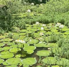 water lilies are blooming in the pond surrounded by green plants and grass, with trees in the background