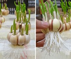 there are two pictures of the same plant being used to grow garlic and other vegetables