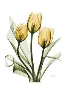 three tulips with green leaves are shown in this artistic painting style photo on white paper