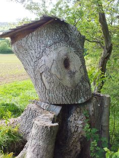 a tree that has been cut down and is in the middle of a grassy area