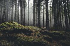 the forest is full of tall trees and mossy rocks, with fog in the air