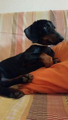 a small black and brown dog laying on top of a couch covered in an orange blanket