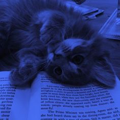 a cat laying on top of an open book