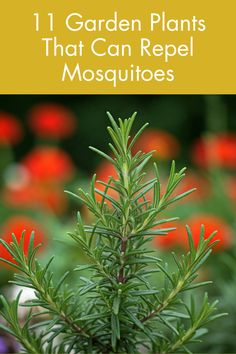 a close up of a plant with the words 11 garden plants that can repel mosquitoes