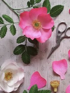 pink and white flowers with green leaves next to scissors