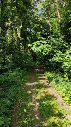 a dirt path in the middle of a forest