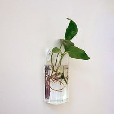 a plant in a glass vase with water