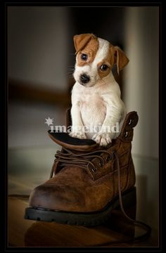 a small dog sitting on top of a brown shoe with his paw in the boot