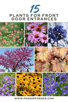 Article about the 15 best plants for front door entrances in the United States, featuring beautiful native species that add charm and curb appeal to any home.