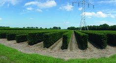 a row of hedges in the middle of a field under a blue sky with clouds