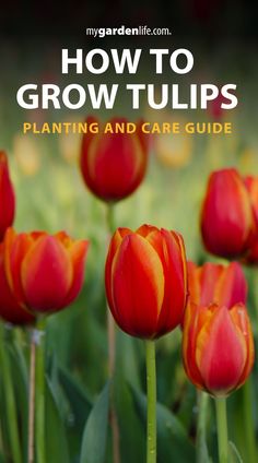 red tulips with the title how to grow tulips planting and care guide