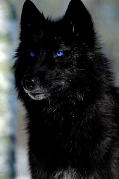 a black dog with blue eyes looking at the camera