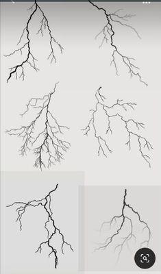 four different types of tree branches with the same branch size as shown in this image