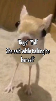 a small dog standing on top of a floor next to a door with the caption guys y'all she said while talking to herself