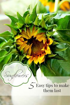 a sunflower in a white vase with text overlay that reads, 5 easy tips to make them last