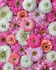 many pink and white flowers are arranged together