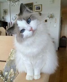 a gray and white cat sitting on top of a wooden table next to a chandelier