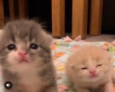 two kittens are sitting on a blanket and one is looking up at the camera