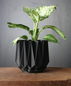 a green plant in a black vase on top of a wooden table