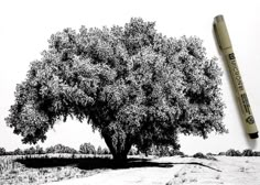 a pencil drawing of a tree in the middle of a field