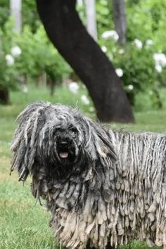 a shaggy dog standing on top of a lush green field