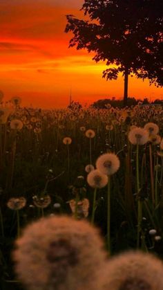 dandelions are in the foreground as the sun sets behind a lone tree