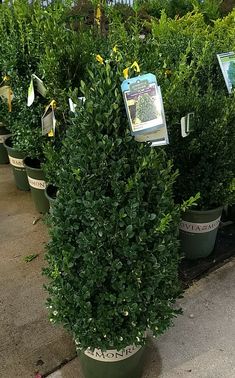 several potted plants with signs on them