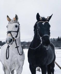 two horses standing next to each other in the snow