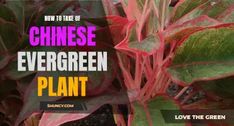 the words how to use chinese evergreen plant