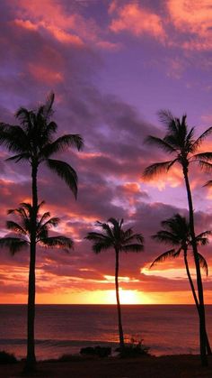 palm trees are silhouetted against the sunset at an oceanfront resort in costa rica