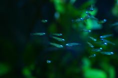 water droplets are floating on the green plants