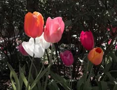 several different colored tulips in a garden