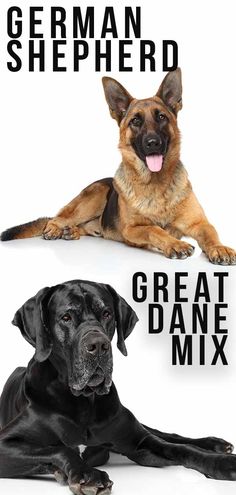 two dogs laying next to each other with the words german shepherd and great dane mix