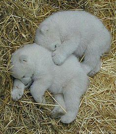 two baby polar bears cuddle together in hay