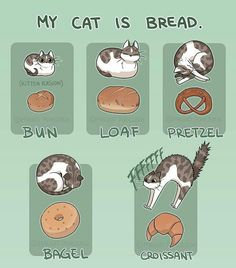 an image of cats that are eating bread and doughnuts with caption saying, my cat is bread bun loaf pretzel croissant