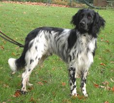 a black and white dog standing on top of a lush green field