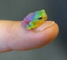 a small colorful frog sitting on top of a finger