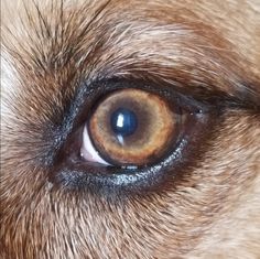 the eye of a dog with brown and black spots on it's irise