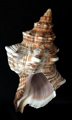 a close up of a sea shell on a black background