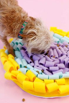 a small dog standing on top of a bowl filled with purple, yellow and blue treats